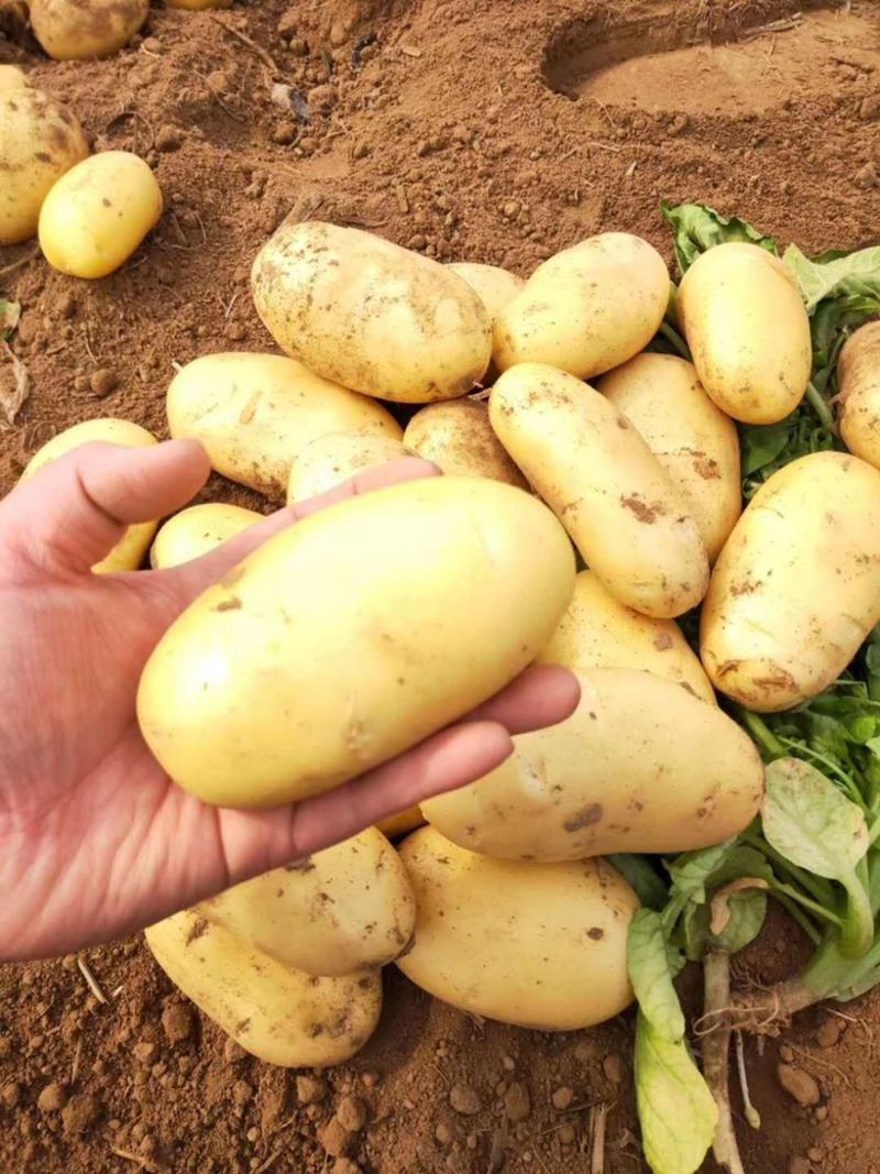 新品四两通天食堂土豆，价格便宜，大量供应，欢迎采购