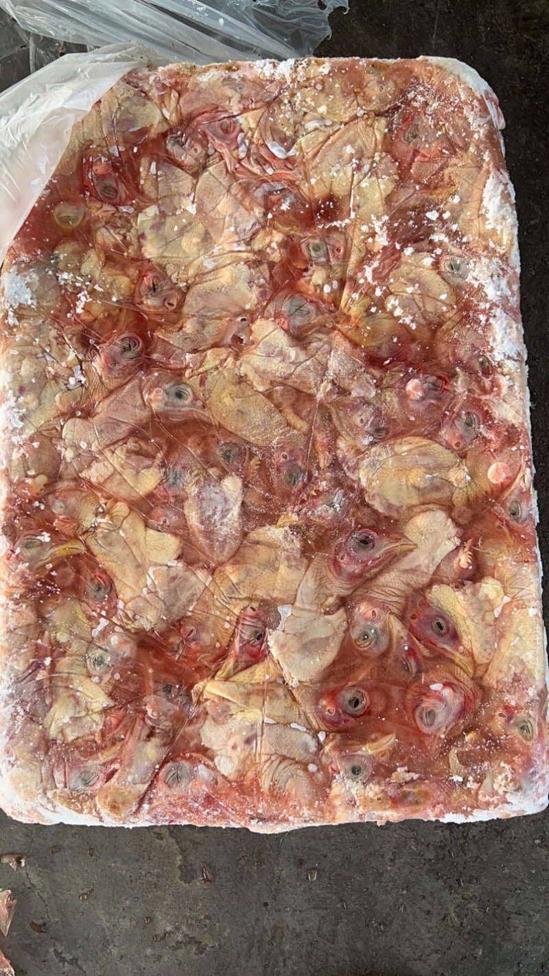 鸡头脖