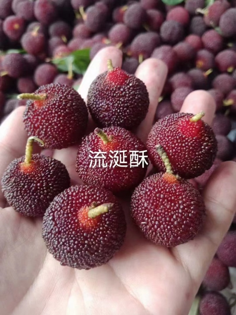 金灶杨梅，基地直发新鲜现货，大量货源对接各大市场