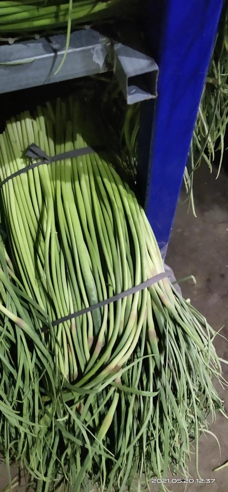 河南红帽蒜薹常年供应产地直发质量保证