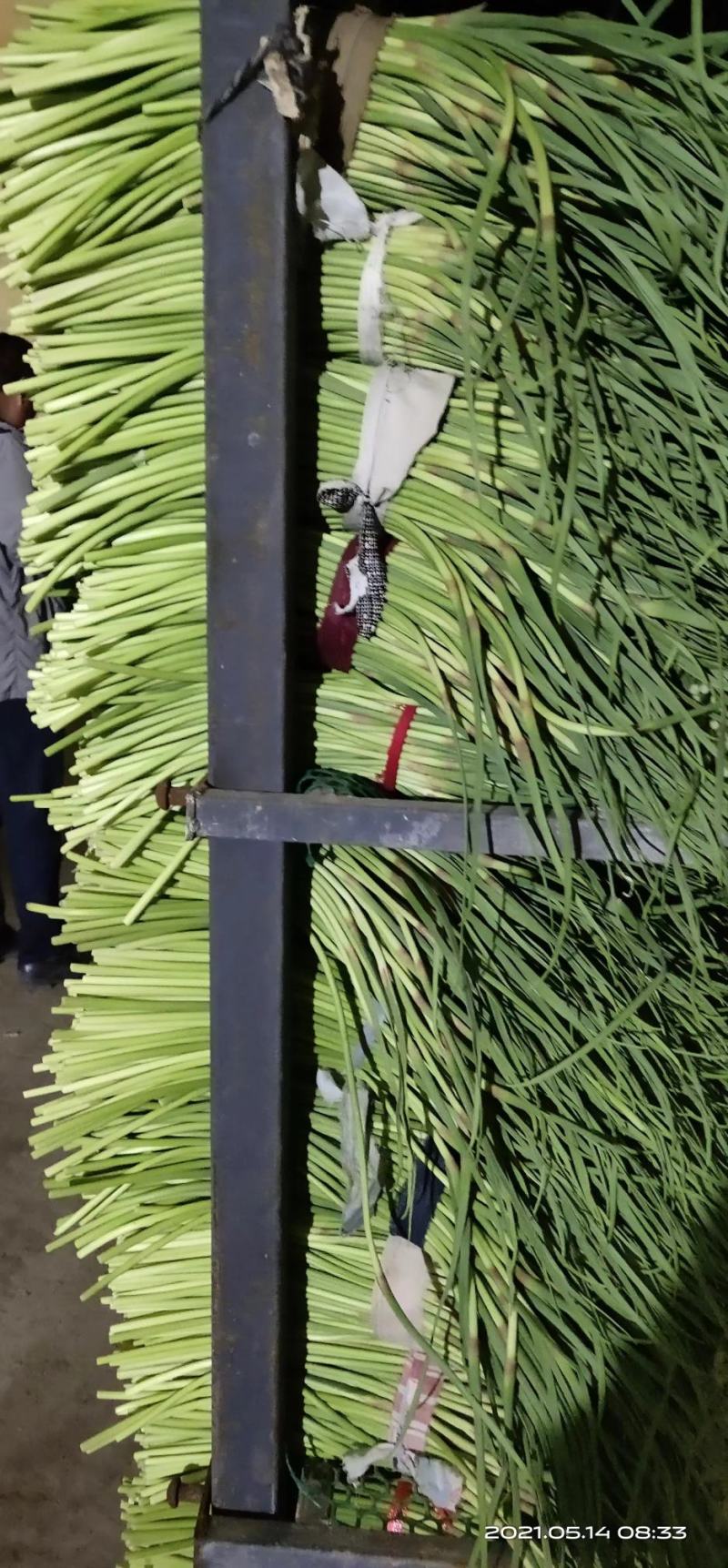 河南红帽蒜薹常年供应产地直发质量保证