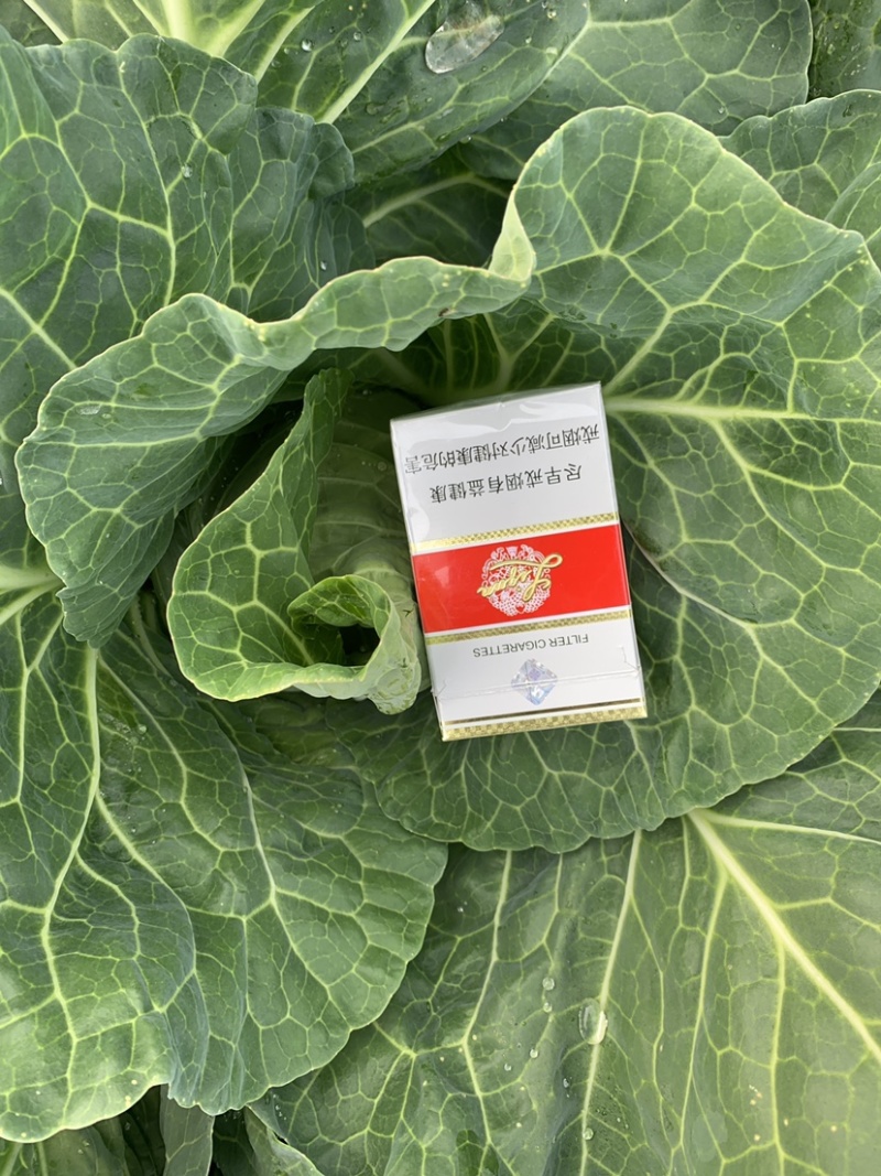 牛心甘蓝，5货量有限，需要的提前预定！价格随行就市！