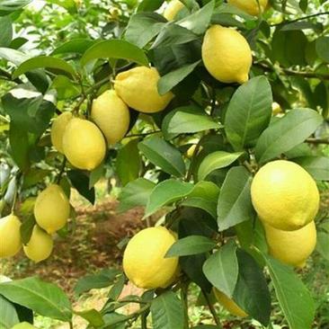 广东香水柠檬树苗台湾无籽嫁接食用无核盆栽地栽南方当年结果