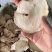 魔芋片