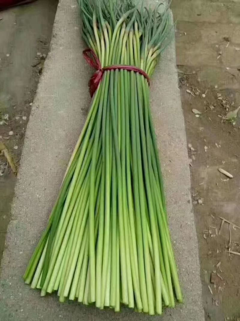 河南红帽蒜薹常年供应产地直发质量保证