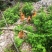 灵山土鸡172天