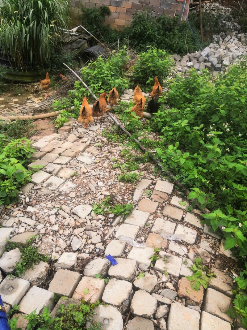 灵山土鸡172天