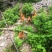 灵山土鸡172天