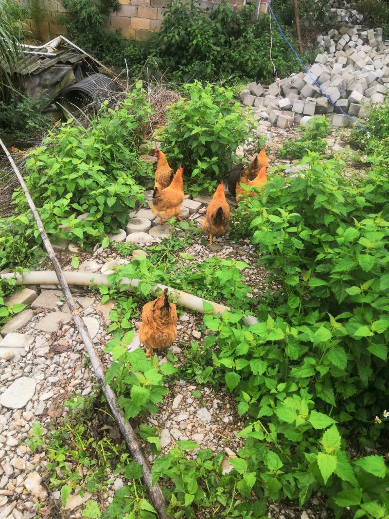 灵山土鸡172天