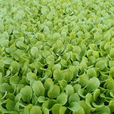 大白菜