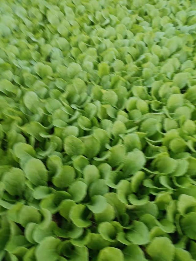 大白菜