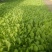 大白菜