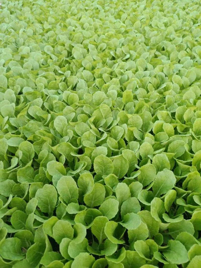 大白菜