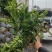 18杯非洲茉莉福建漳州基地批发非洲茉莉