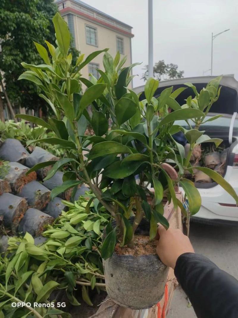 18杯非洲茉莉福建漳州基地批发非洲茉莉