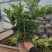 18杯非洲茉莉福建漳州基地批发非洲茉莉