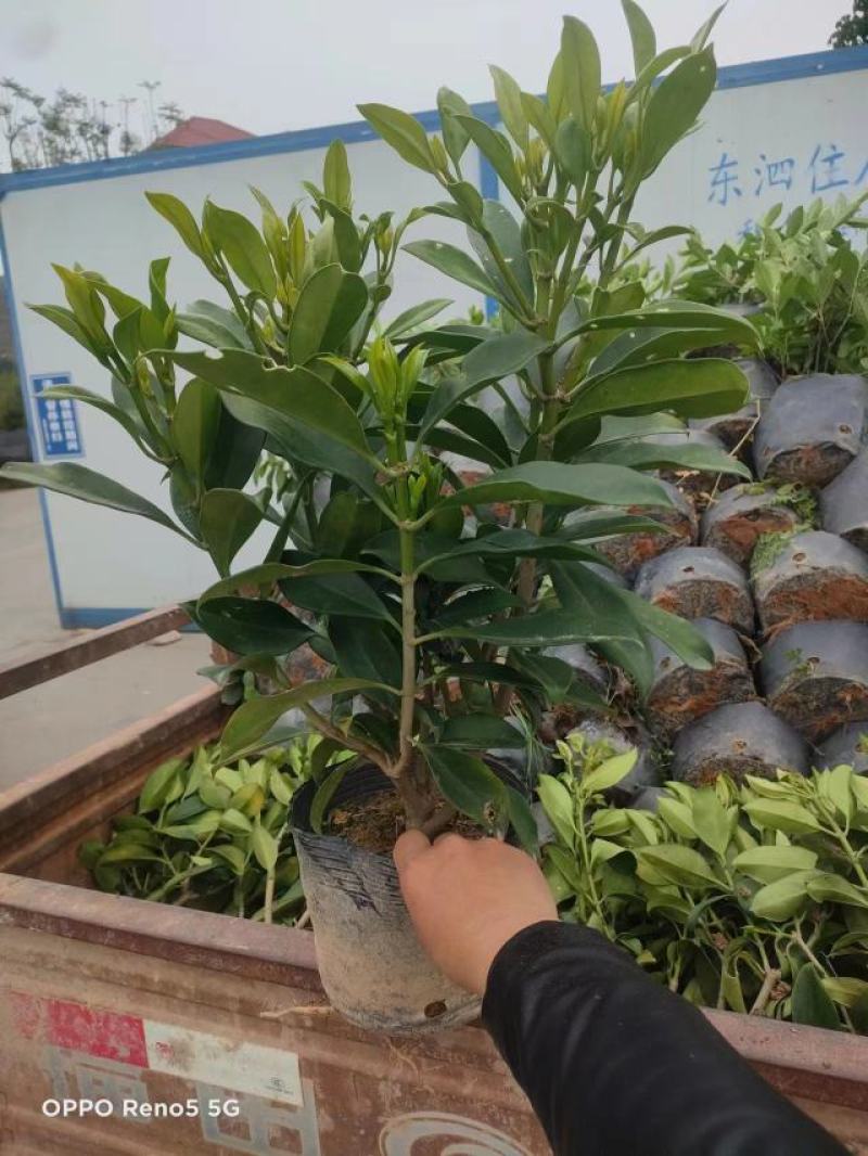 18杯非洲茉莉福建漳州基地批发非洲茉莉
