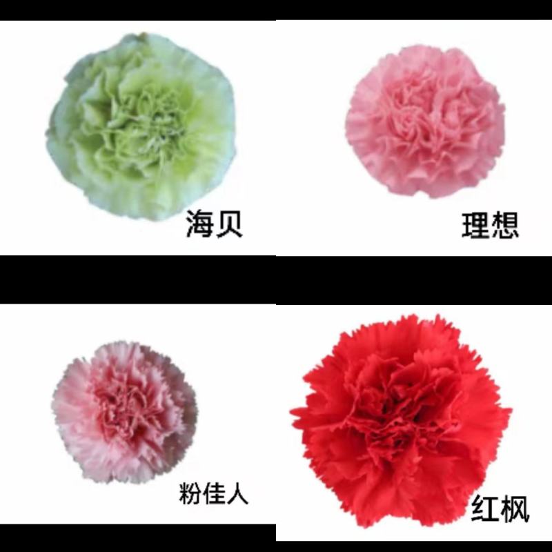 热销康乃馨切花种苗精品苗品种多全国各地都可以发货