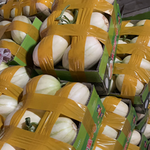台州东方蜜头茬瓜大量上市