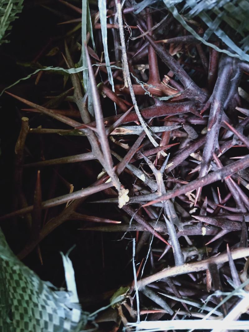 皂角刺野生大刺产地陕西质量保证