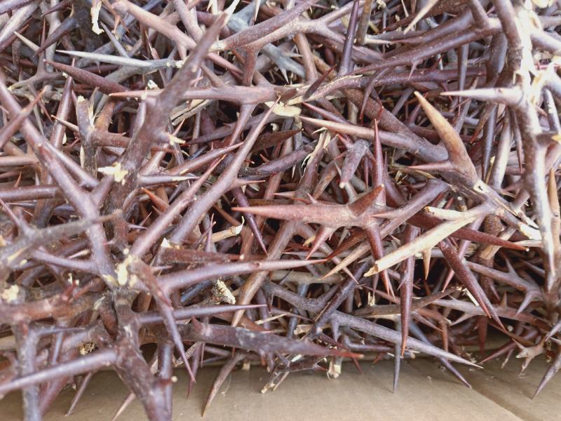 皂角刺野生大刺产地陕西质量保证