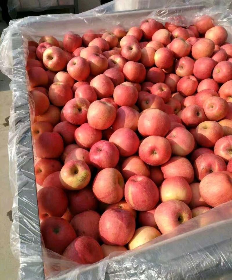 苹果产地直销价格美丽货源充足红富士苹果山东产区