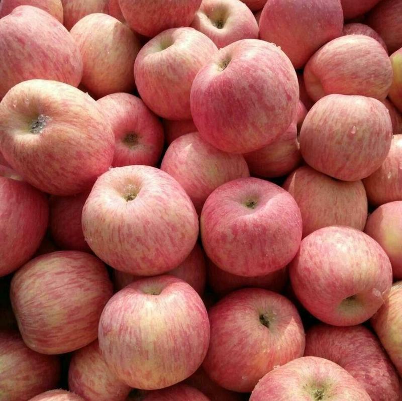 苹果产地直销价格美丽货源充足红富士苹果山东产区