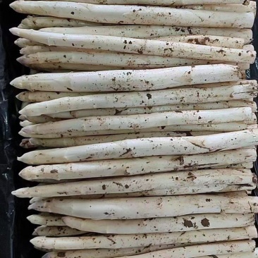 潍坊精品露天芦笋产地直发营养丰富供应各大商超社区团购