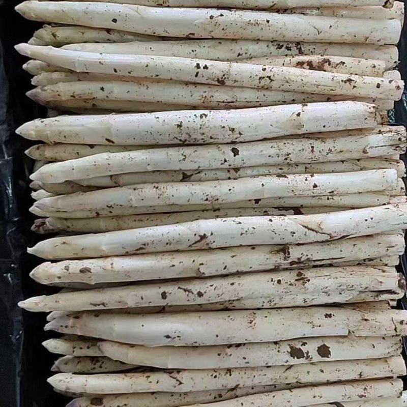潍坊精品露天芦笋产地直发营养丰富供应各大商超社区团购