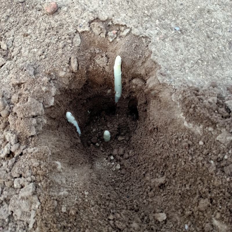 潍坊精品露天芦笋产地直发营养丰富供应各大商超社区团购