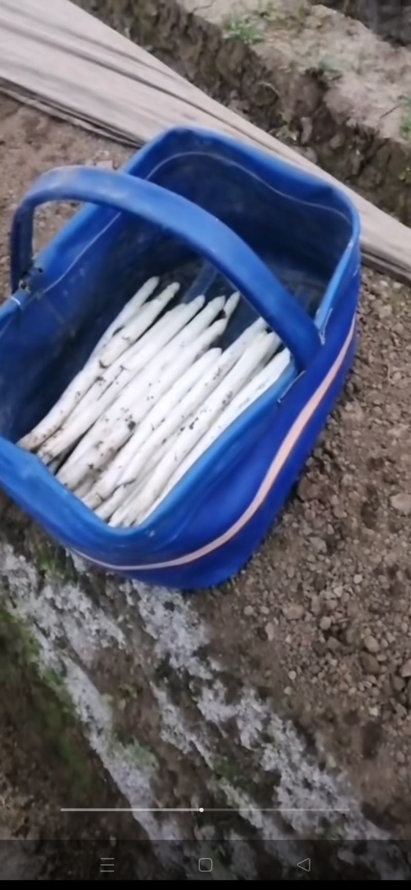 潍坊精品露天芦笋产地直发营养丰富供应各大商超社区团购