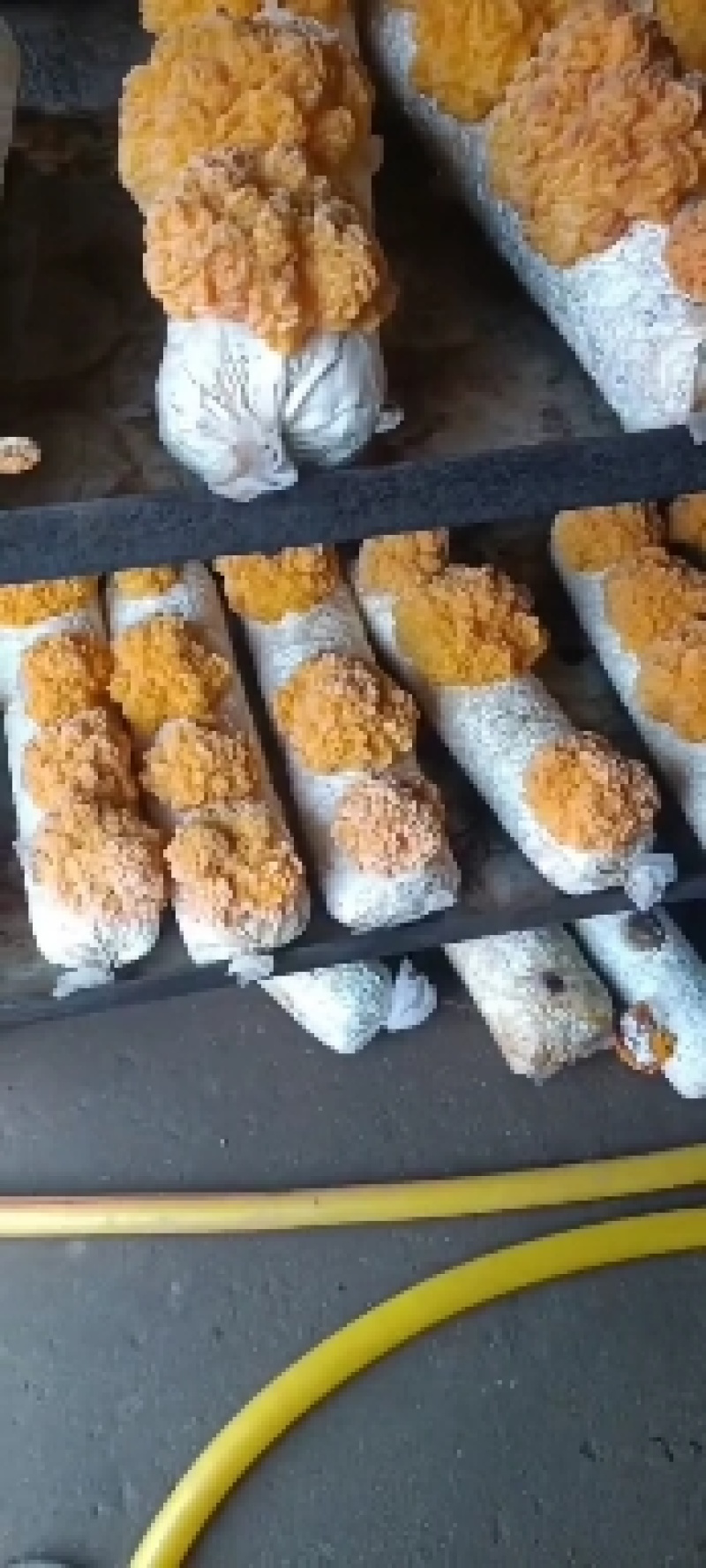 金耳菌种菌包西安峡县科达菌业有限公司