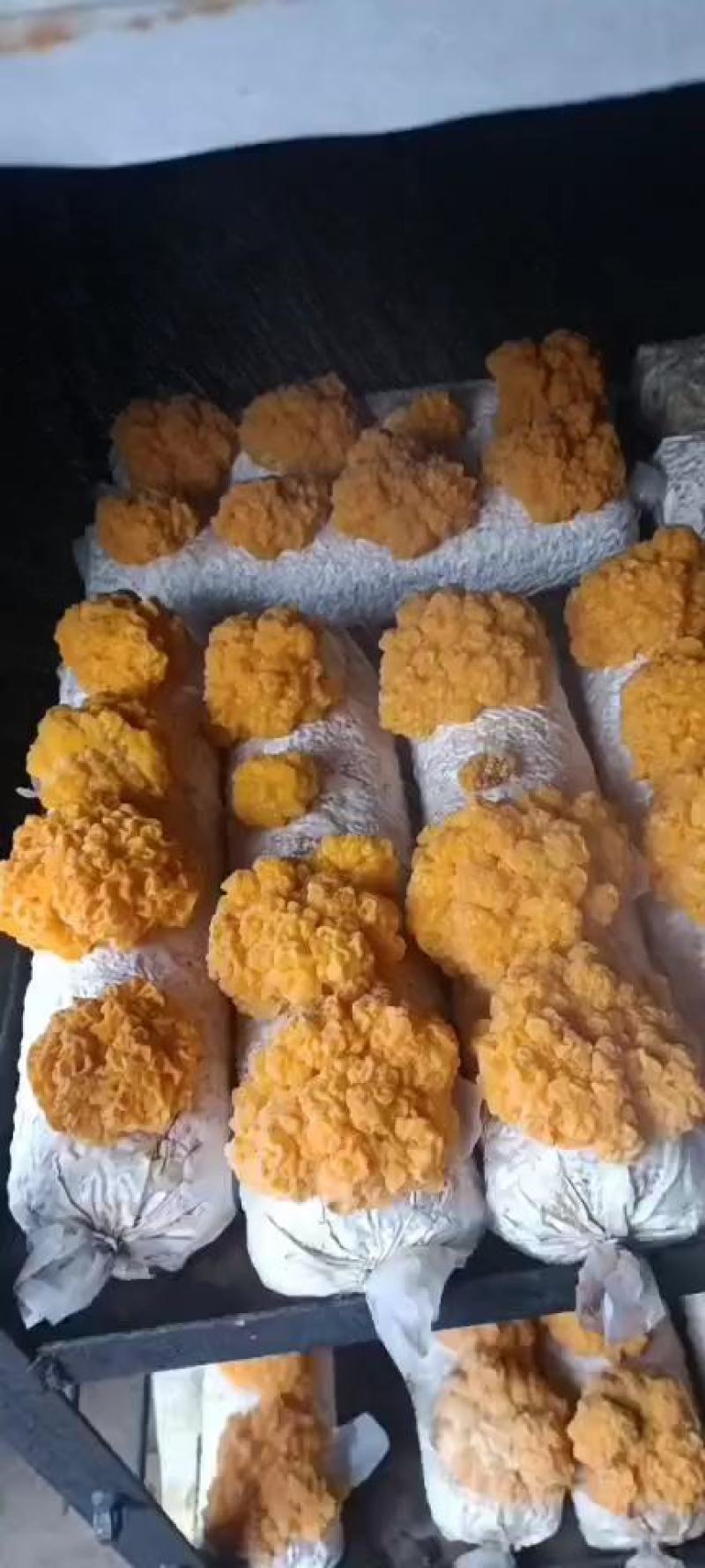 金耳菌种菌包西安峡县科达菌业有限公司