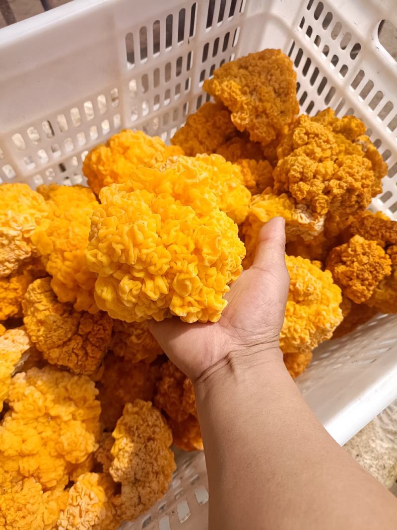 金耳菌种菌包西安峡县科达菌业有限公司