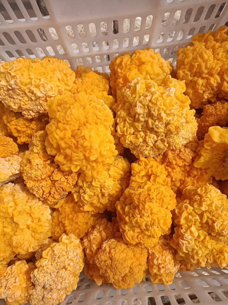 金耳菌种菌包西安峡县科达菌业有限公司