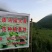 药用大黄