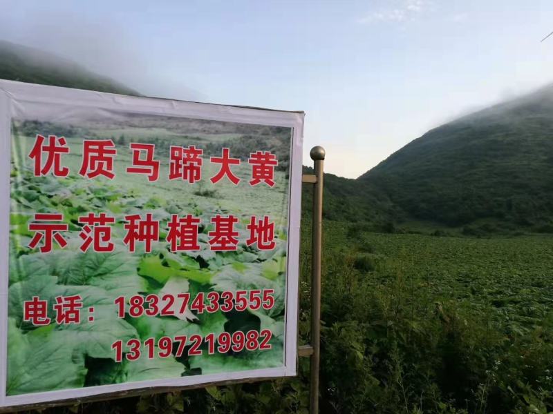 药用大黄