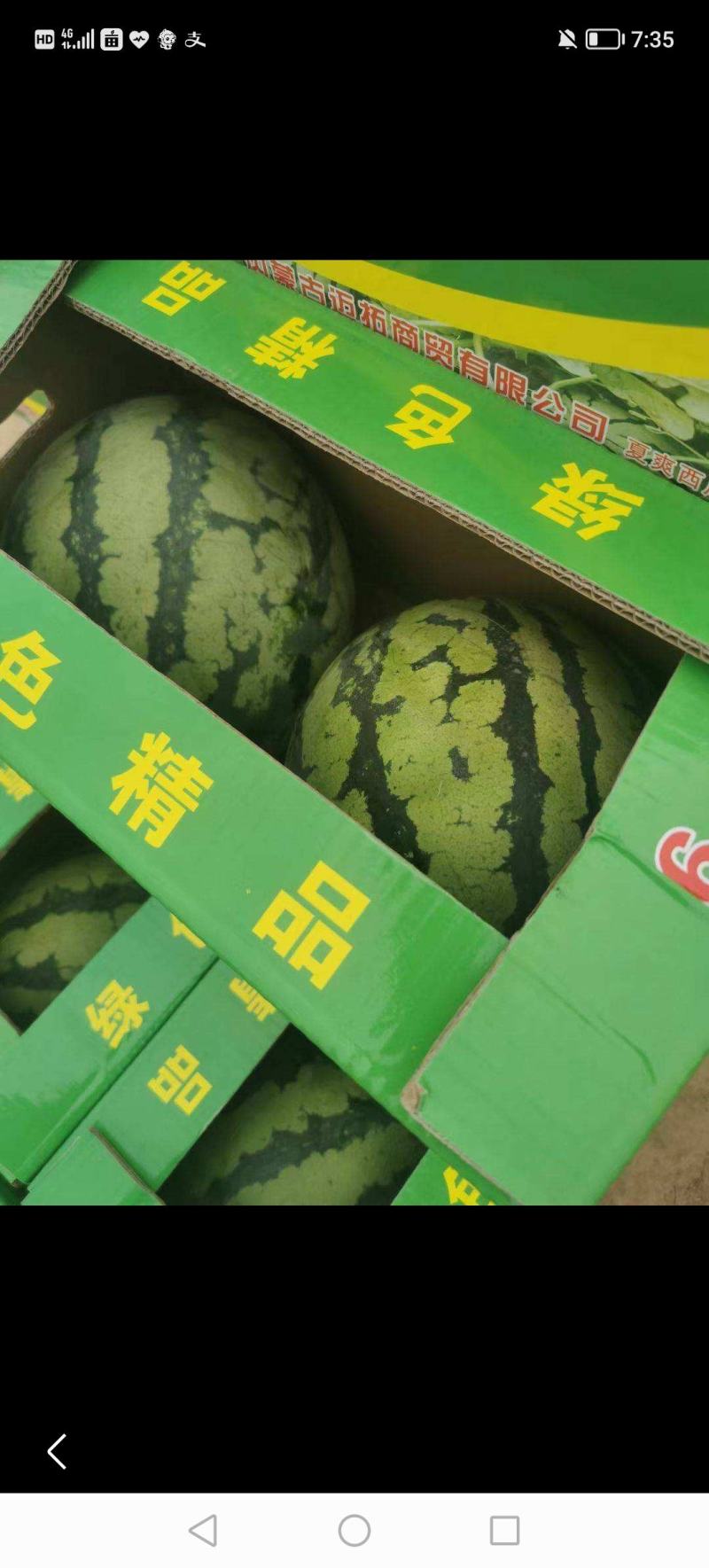 广东美都西瓜大量上市中