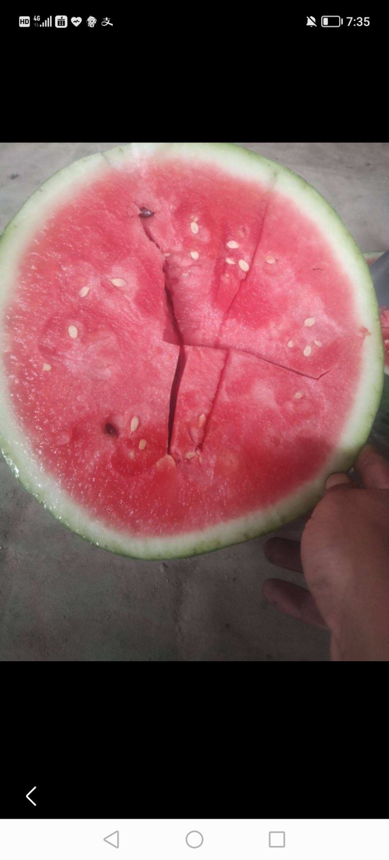 广东美都西瓜大量上市中