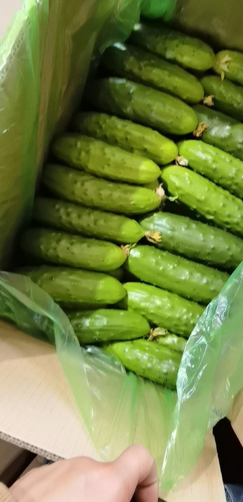 本地旱黄瓜质量有保证！