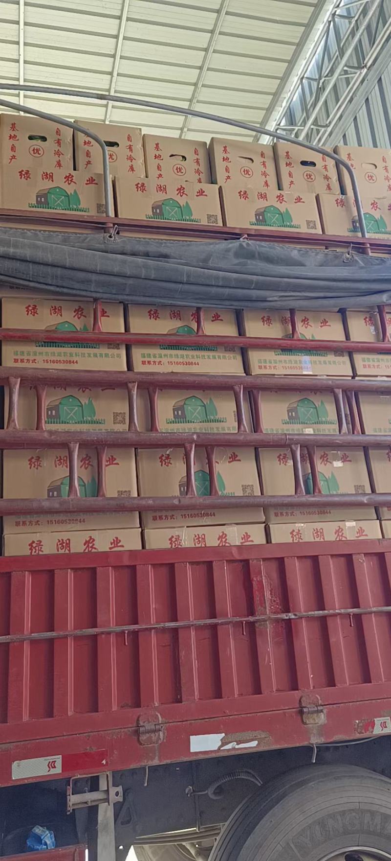 【热卖】黄皮尖椒青皮尖椒虎皮尖椒鲜辣椒福建大棚辣椒