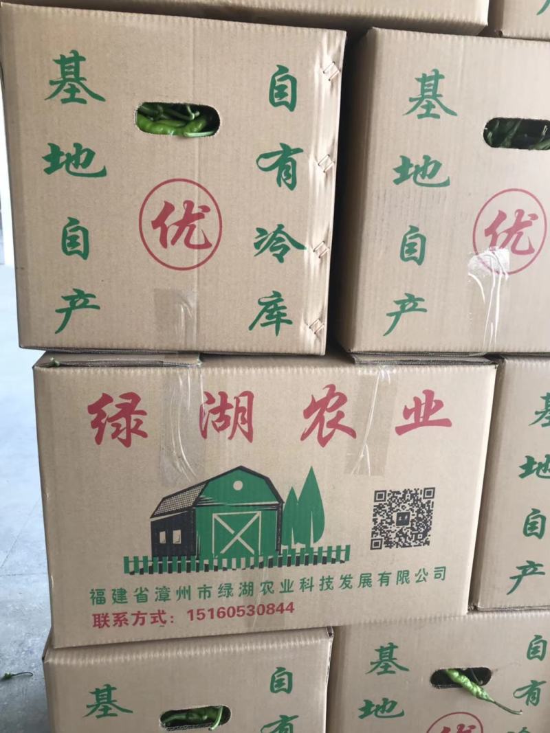【热卖】黄皮尖椒青皮尖椒虎皮尖椒鲜辣椒福建大棚辣椒