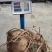 何首乌（中缅边境海拔1800米）纯野生畸形价格商议