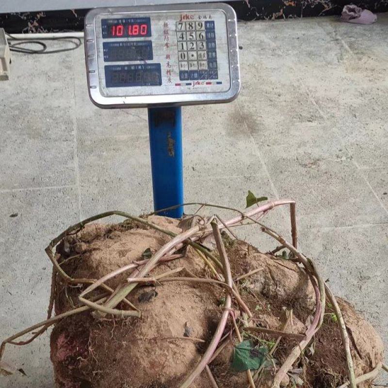 何首乌（中缅边境海拔1800米）纯野生畸形价格商议