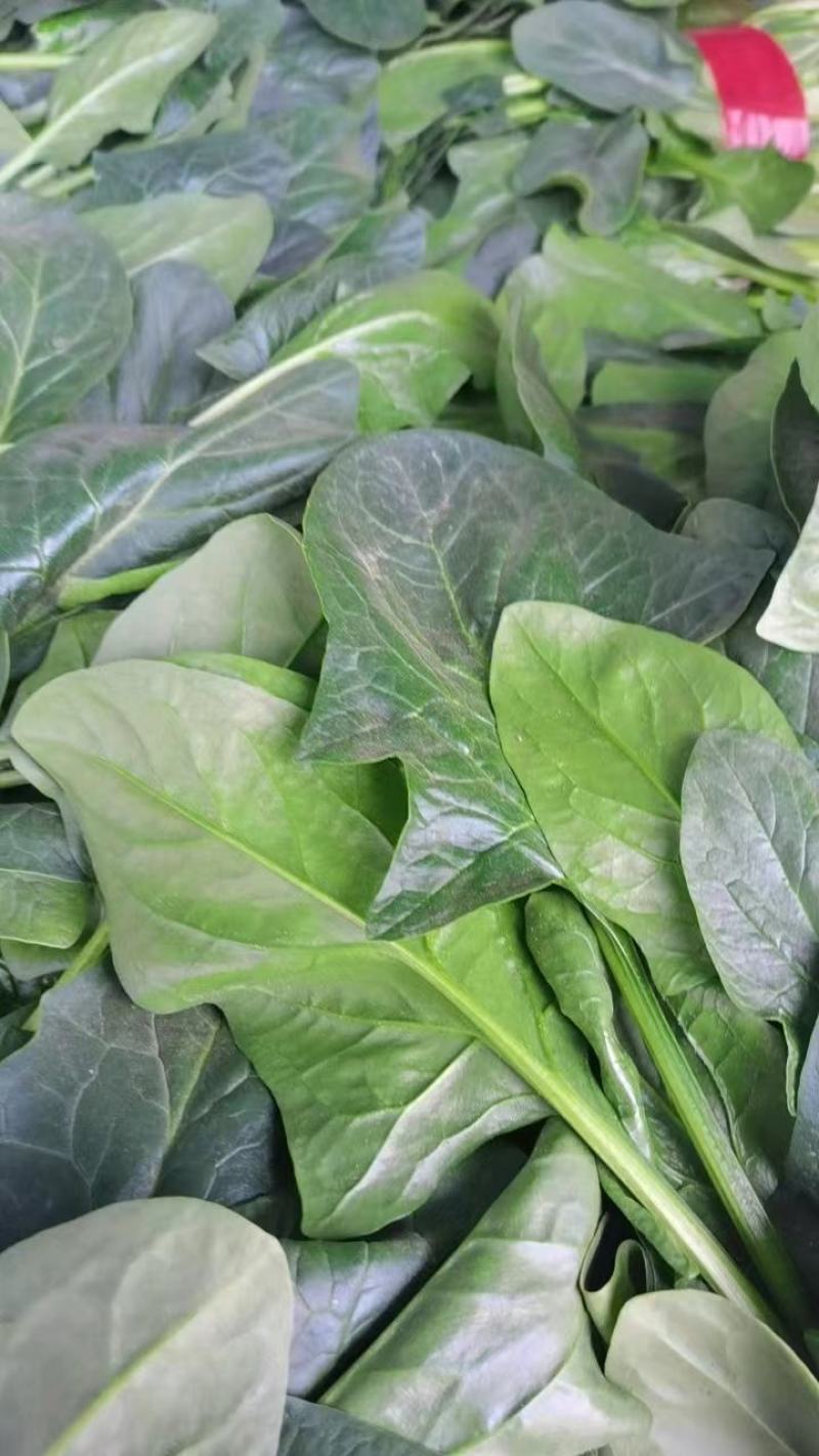精品河北香菜大量上市，产地直供欢迎咨询选购
