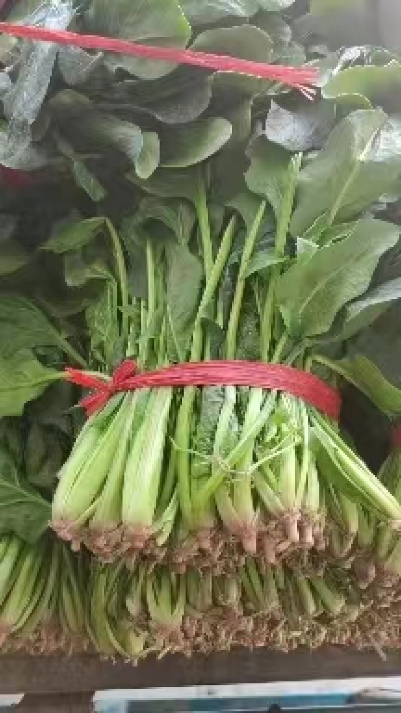 河北绿油油的大叶菠菜上市，新鲜采摘，品质保证，诚信老代办
