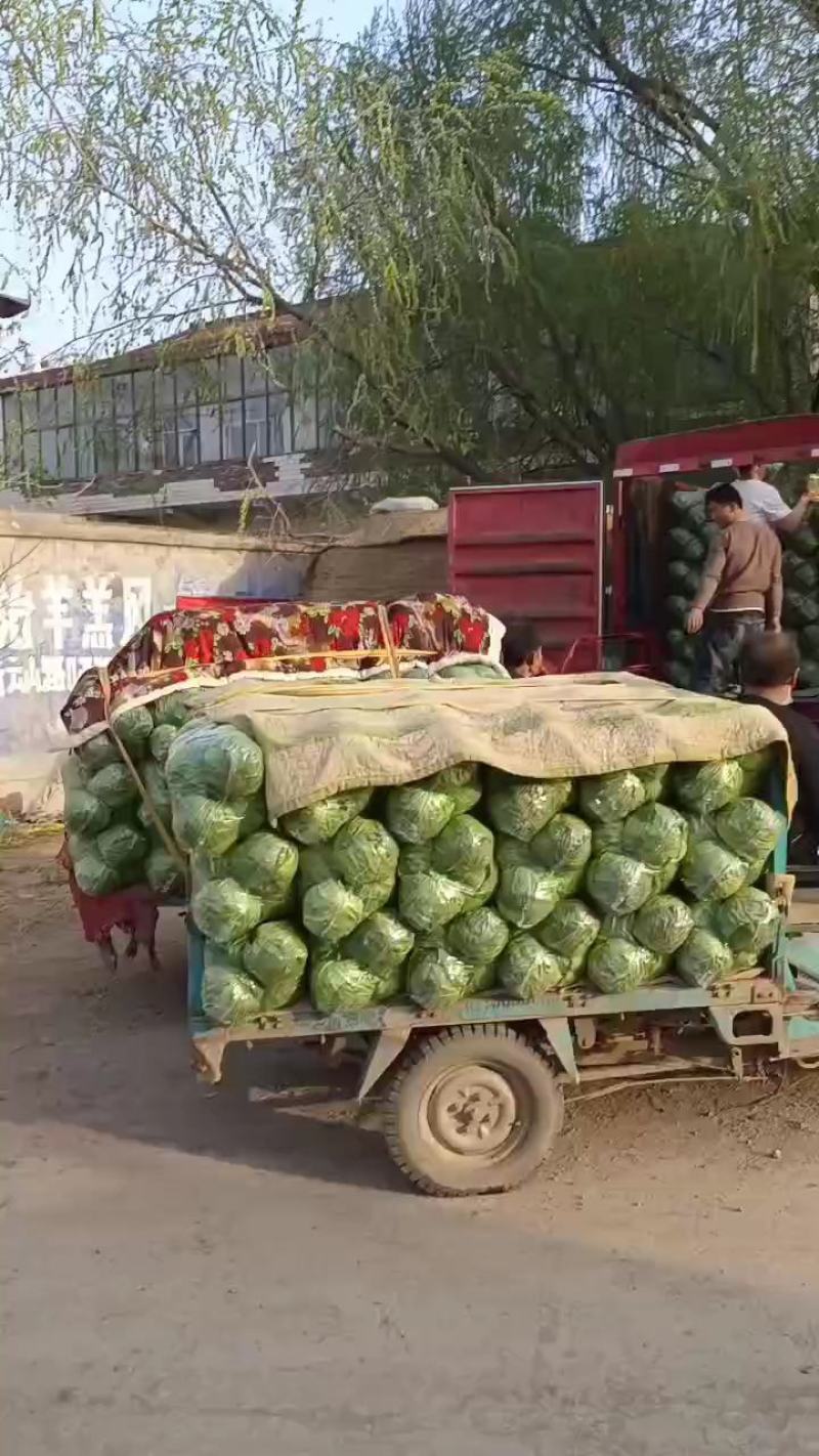 精品甘蓝颜色绿，本地中甘系列，可散装，袋装，货源充足