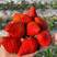 章姬甜宝草莓苗基地直发矮壮脱毒4叶1芯包成活