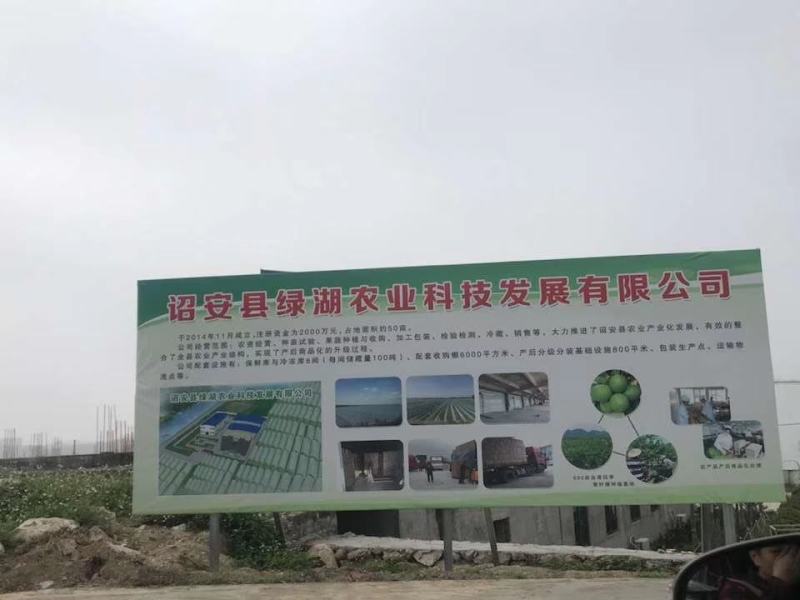 福建大棚太空椒，精品太空椒，圆椒大量供应，一手货源