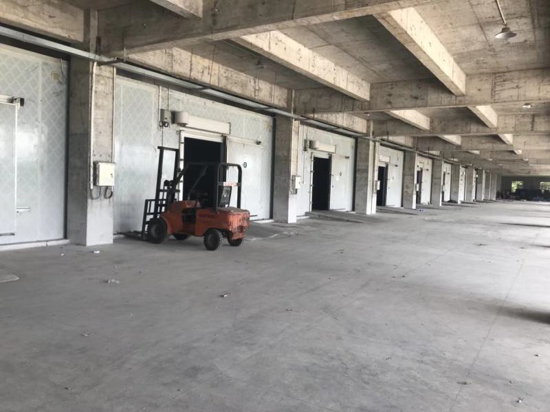 福建大棚太空椒，精品太空椒，圆椒大量供应，一手货源